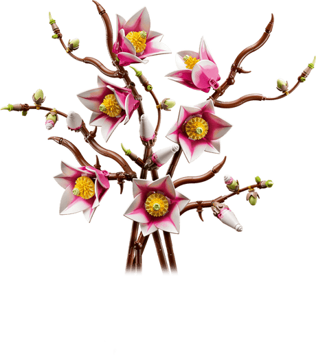 Les branches de Magnolia - Botanical Collection
