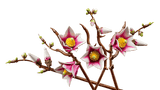Les branches de Magnolia - Botanical Collection