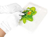 Dissect It - Grenouille au labo - La Ribouldingue