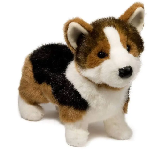 Kirby the Tri-Color Corgi