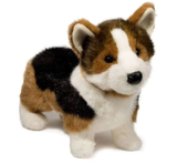 Kirby the Tri-Color Corgi