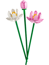 Les fleurs de lotus - La Ribouldingue