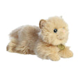 Miyoni - Chat Persan - 8 1/2 po - La Ribouldingue