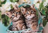 Adorables chatons jumeaux - 60 mcx