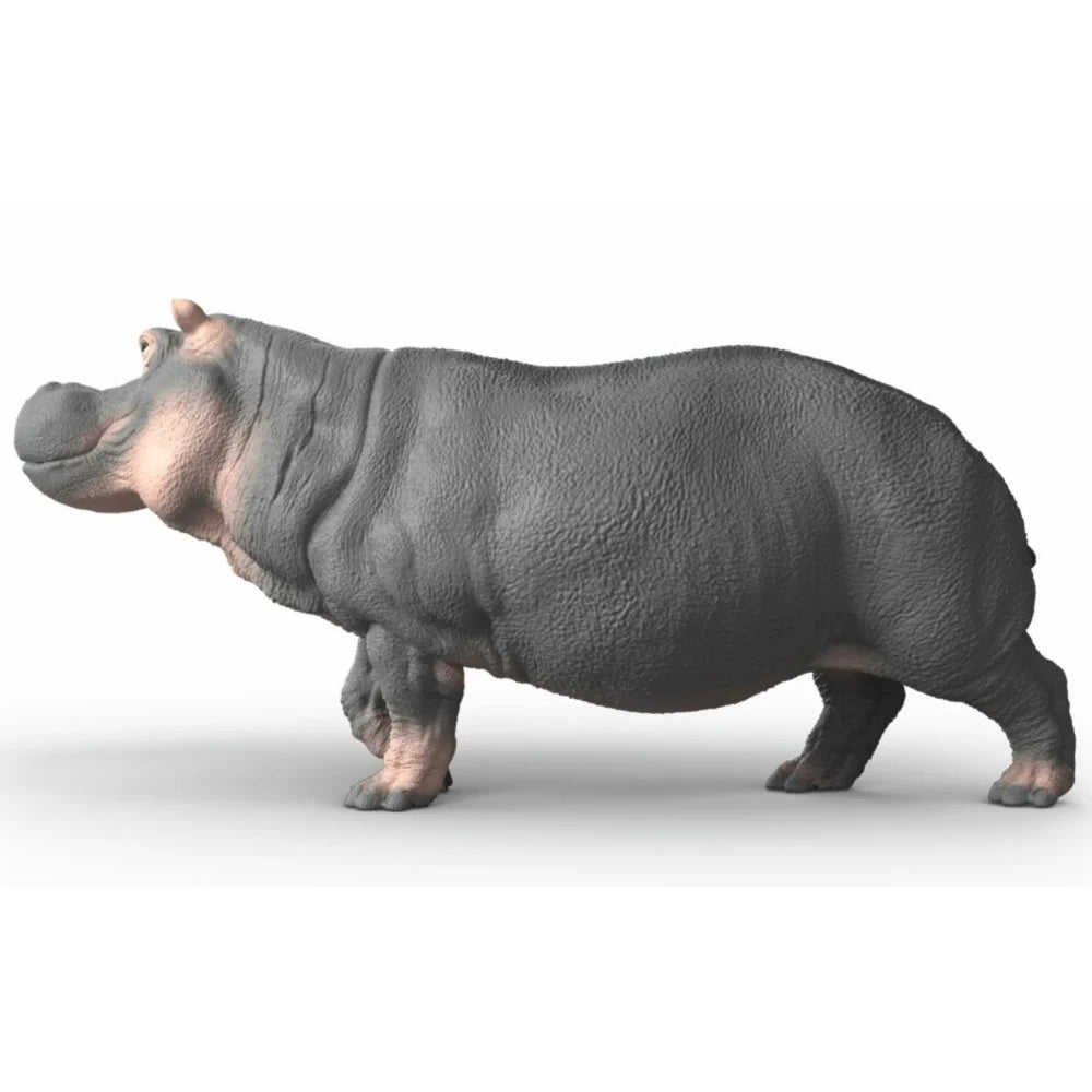  Hippopotamus 