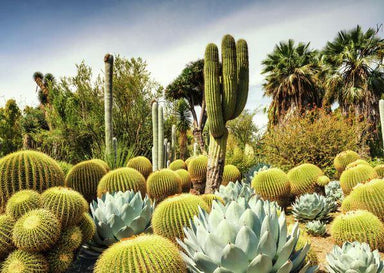 The Huntington Desert Garden, California, USA - Beautiful Gardens - 1000 mcx - La Ribouldingue