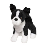Boston Terrier - Quincy