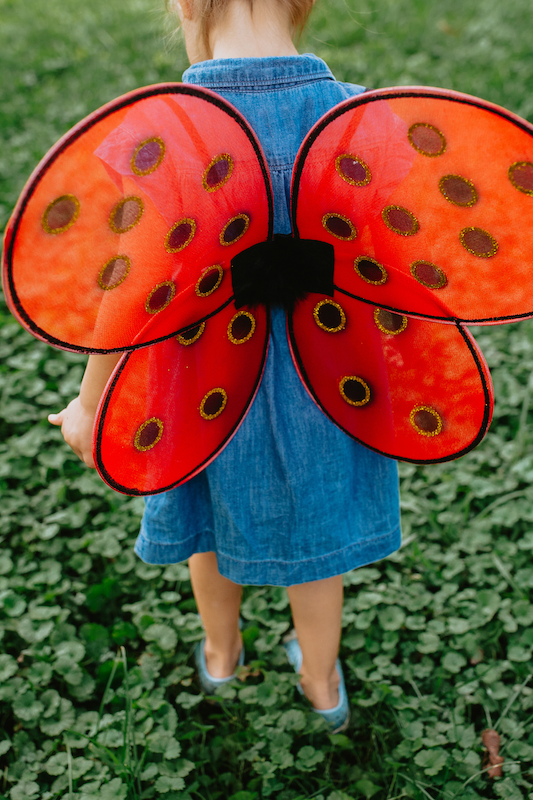 Ailes antennes coccinelle