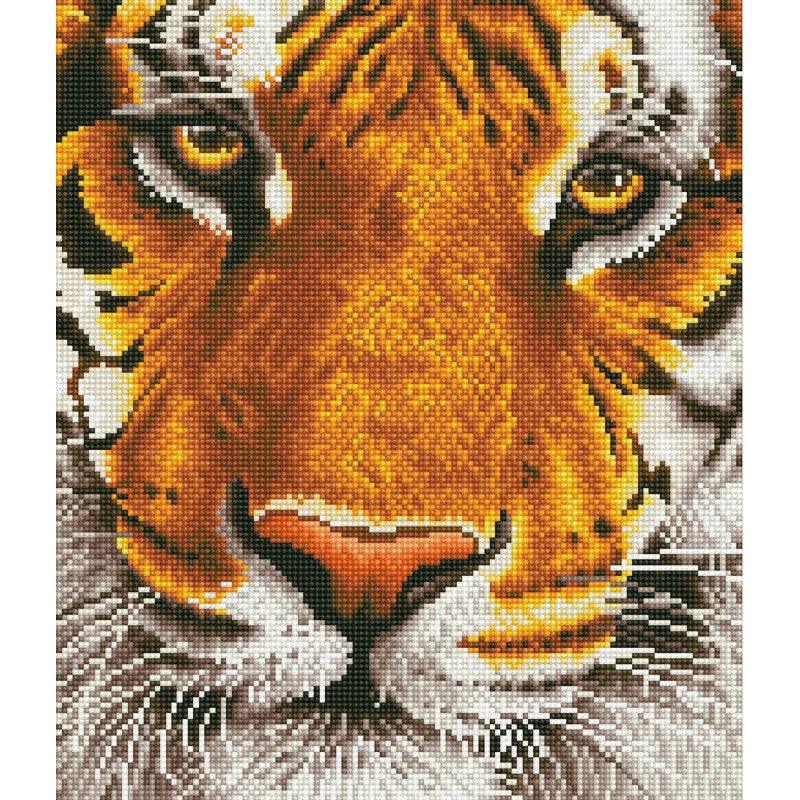 Bengal Magic - Intermédiaire - La Ribouldingue