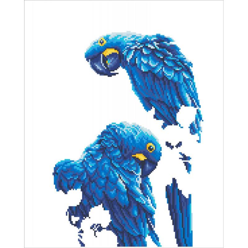 Blue Parrots - Intermédiaire - La Ribouldingue