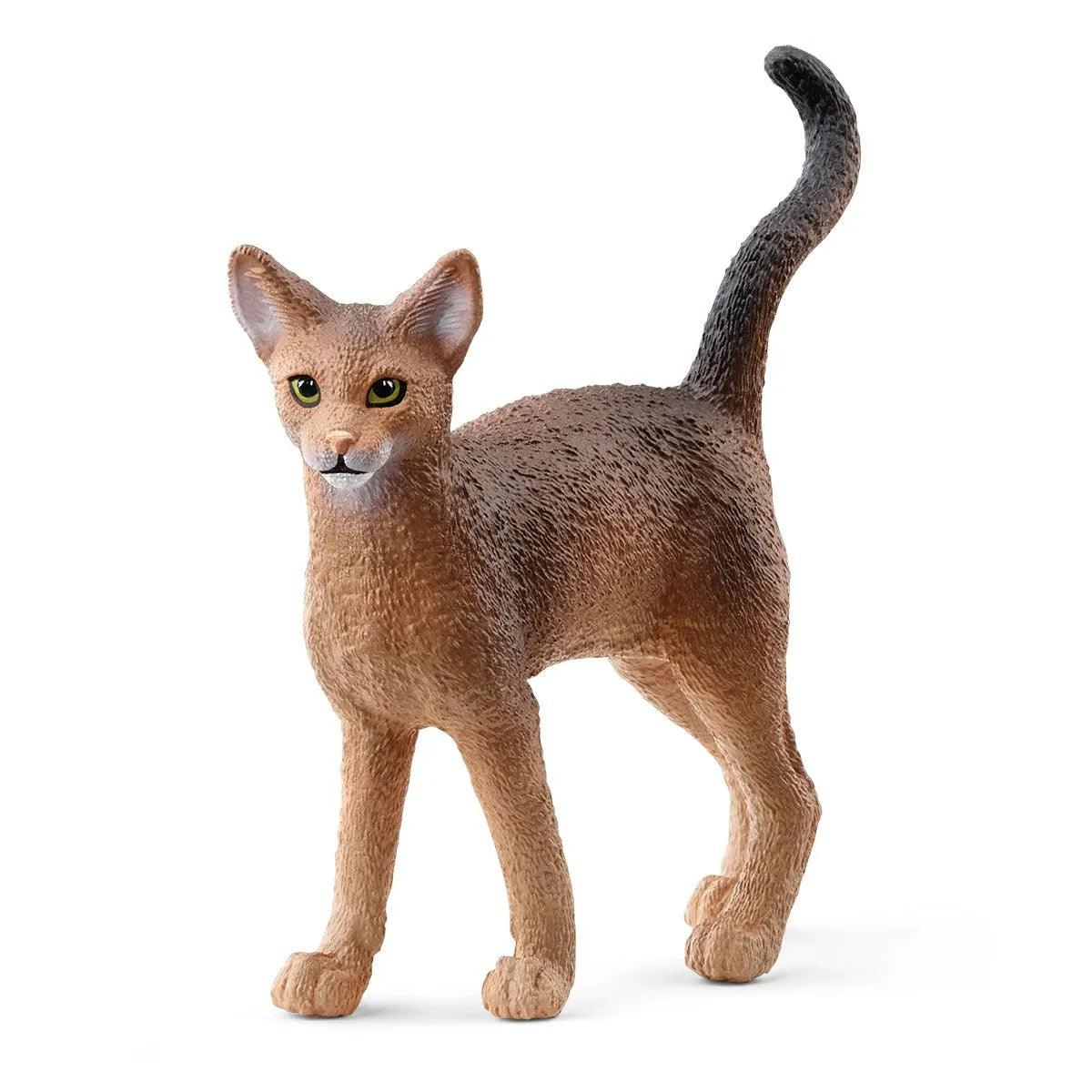 Chat Abyssin - La Ribouldingue