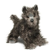 Chien Cairn Terrier Hazel - La Ribouldingue