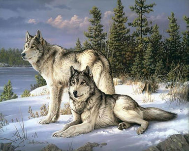 Couple de loups - avec cadre - La Ribouldingue