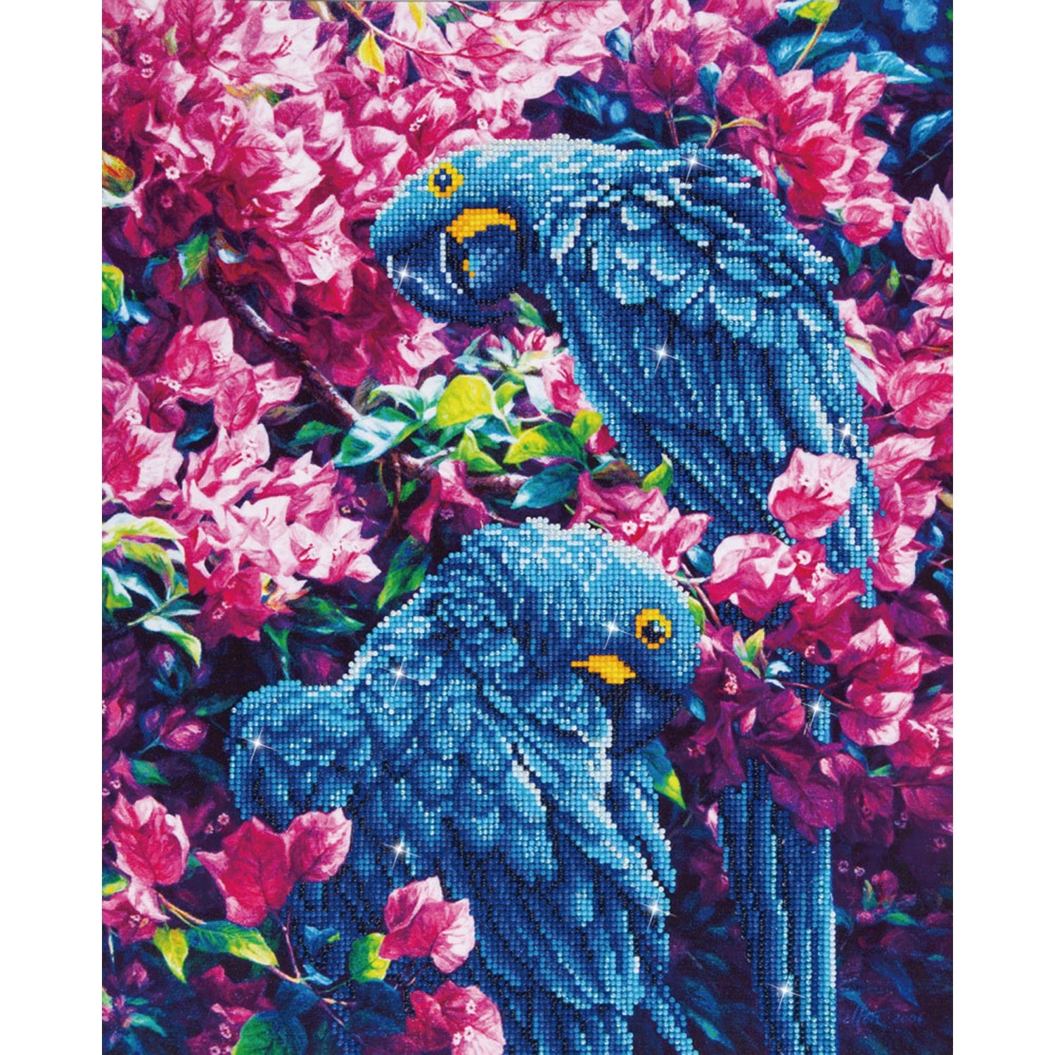 Blue Parrots - Intermédiaire