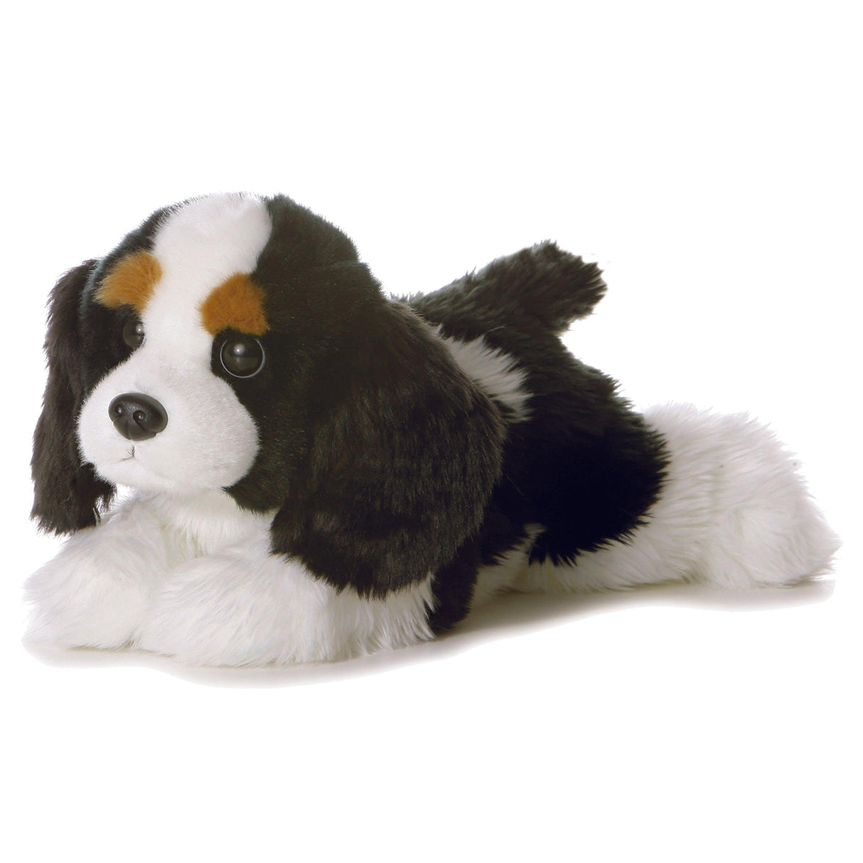 Flopsie - Cavalier King Charles - 12 po - La Ribouldingue