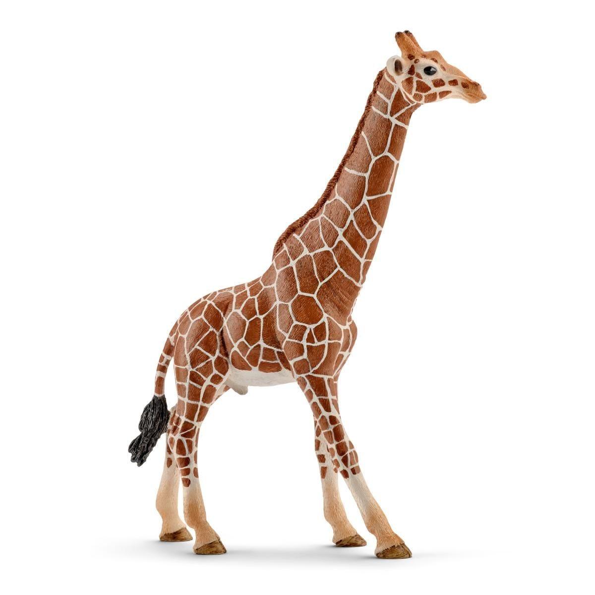 Girafe mâle - La Ribouldingue