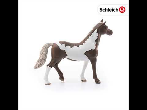 Paint horse gelding