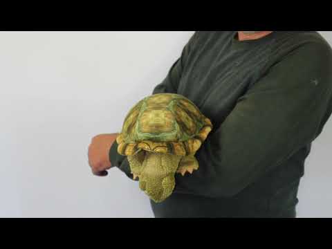 Puppet - Turtle