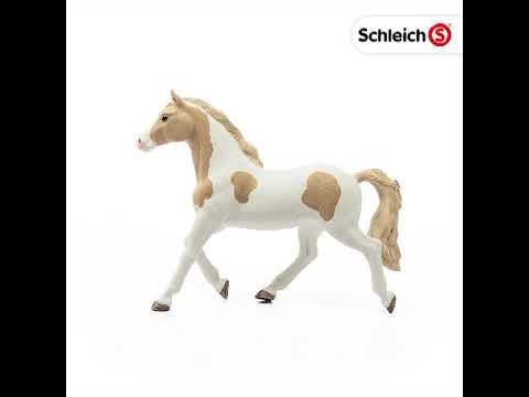 Paint horse mare
