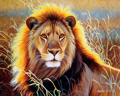 Lion dans la savane - avec cadre - La Ribouldingue