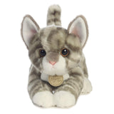 Miyoni - Chaton Tabby Gris - 9 po - La Ribouldingue