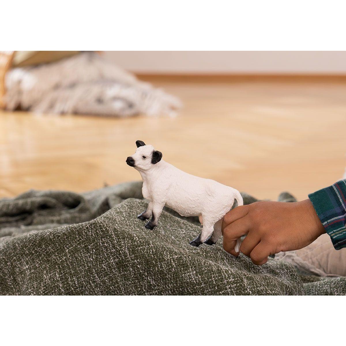 Vache Galloway - La Ribouldingue