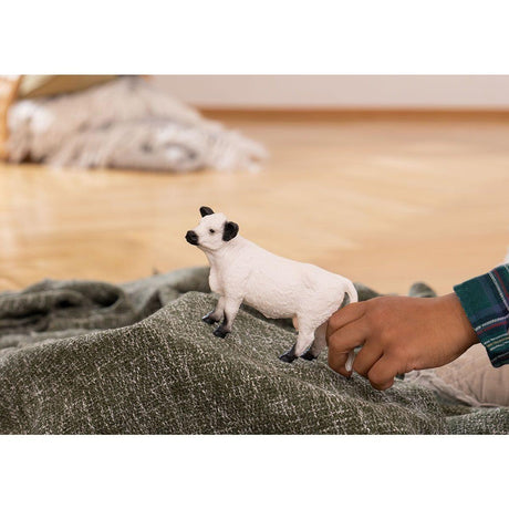 Vache Galloway - La Ribouldingue